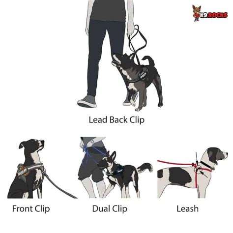 19 Types of Dog Harnesses and Collars - K9 Rocks