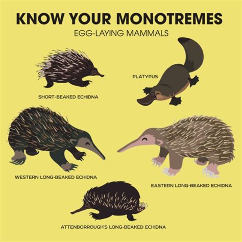 monotremes | Mammals, Unusual animals, Fun facts about animals