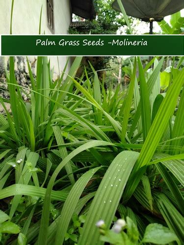 Tropical SEEDS --Molineria -20 Palm Grass Seeds - Curculigo recurvata | Serendipity Seeds