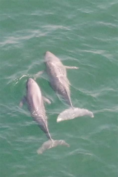 First finless porpoise drone footage from Hong Kong revealed - Whale ...