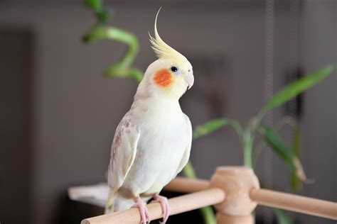 8 Top Small Pet Birds