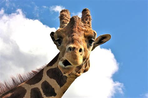 Funny Face Giraffe Photograph by Sheila Brown - Pixels