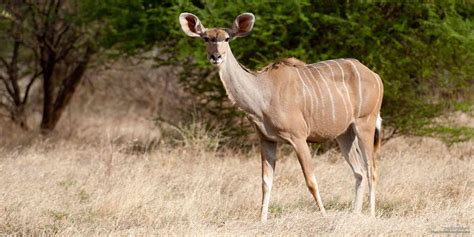 5 Fabulous Facts of the Greater Kudu (Tragelaphus Strepsiceros ...