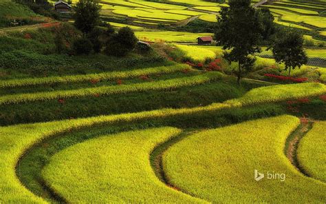 1080x2340px | free download | HD wallpaper: Green rural landscape-Bing wallpaper, green rice ...