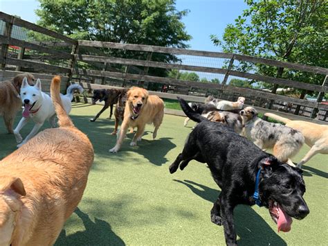 Dog Daycare in Malvern PA & Main Line | Great Valley Pet Hotel