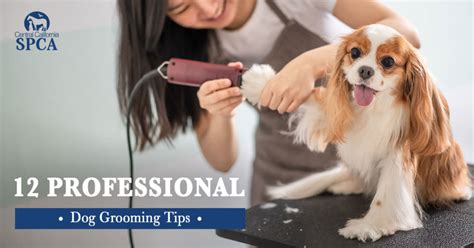 12 Professional Dog Grooming Tips