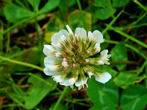 Top 5 Easy-to-ID Edible Backyard Weeds - Backdoor Survival