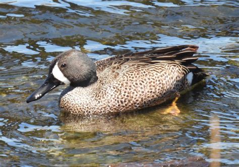 Duck type? - Help Me Identify a North American Bird - Whatbird Community