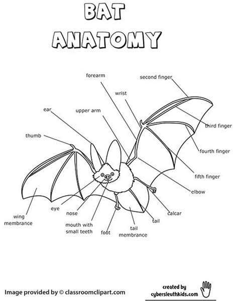 Bat Anatomy Printout Worksheet | Bat anatomy, Bat, Coloring pages