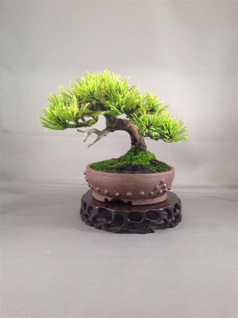 Chinese Privet Bonsai Pics - Bonsai Gallery | Mame bonsai, Bonsai ...