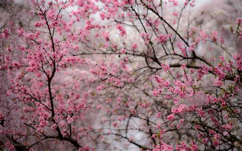 Desktop Wallpaper Cherry Blossom Japan - Dunkowi