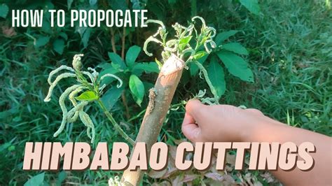 HIMBABAO PROPAGATION - YouTube