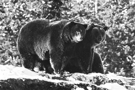 Bears in the Canadian Rockies