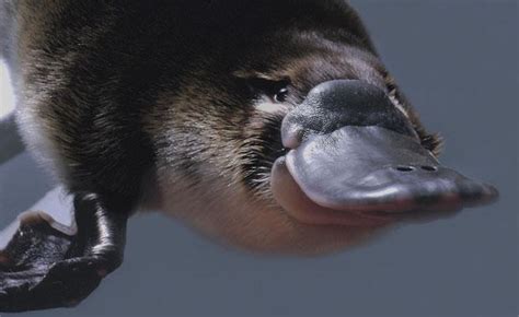 platypus-underwater-animal-profile-web620-1