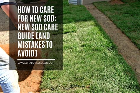 How To Care For New Sod: New Sod Care Guide [AND MISTAKES TO AVOID] | CrabgrassLawn