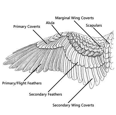 Bird Wing Anatomy Feathers