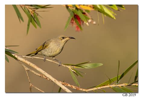 BROWN HONEYEATER