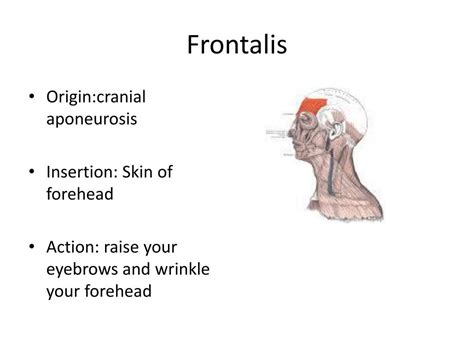 PPT - Facial Muscles PowerPoint Presentation, free download - ID:2036131