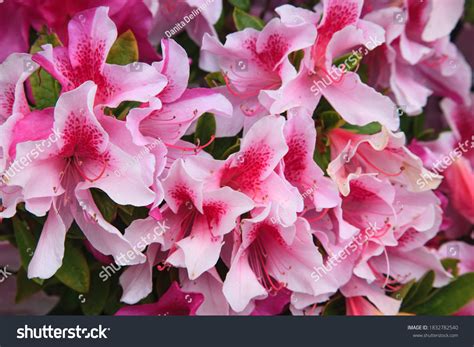 4 George Tabor Azaleas Images, Stock Photos & Vectors | Shutterstock