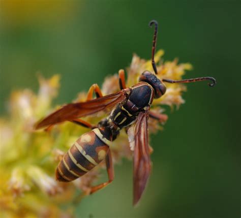 Family Vespidae | ENT 425 – General Entomology