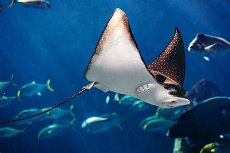 10 Facts About Mobula Rays | Cabo Adventures