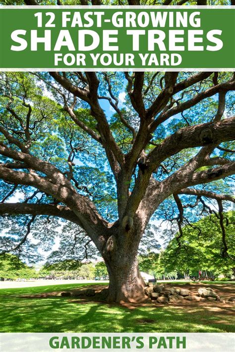 The Best Fast-Growing Shade Trees for Your Yard | Gardener’s Path