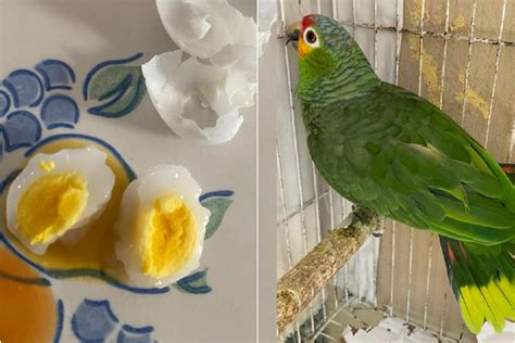 Pet Parrot Lays Egg, Owner Cooks and Eats It As Dish Divides Internet: 'Taboo Vibe' - Newsweek