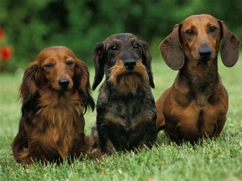 Do Long, Smooth, and Wire Haired Dachshunds Have Different Personalities? - For My Dachshund