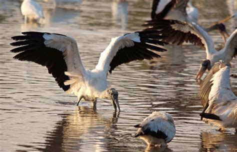 Wood Storks On The Road To Population Recovery