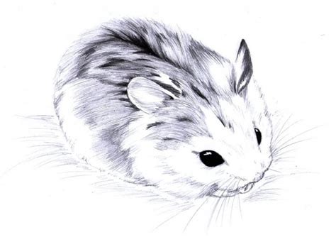 little hamster | Animal drawings, Cute animal drawings, Animal drawings sketches