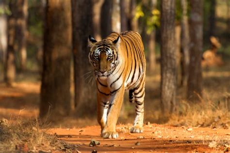 Why India Needs Her Tiger Forests – On Life and Wildlife