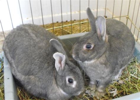 RabbitsForAdoption: Rescued Rabbits for Adoption