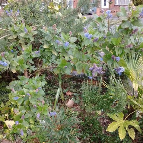 Ceanothus, Evergreen California Lilac Varieties