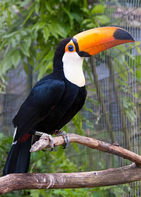 Toco toucan - Wikipedia