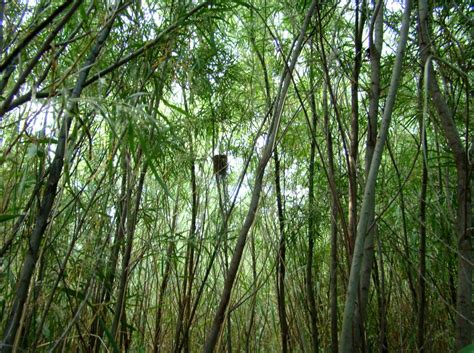 A southwestern willow flycatcher nest in a stand of coyote willow, St. George, Utah | Photo ...