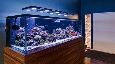 How to Choose Aquarium Lighting: A Comprehensive Guide for Beginners