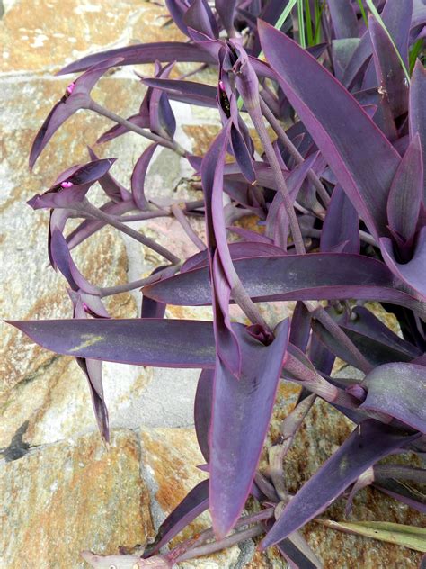 purple plant | Purple plants, Garden landscaping, Plants