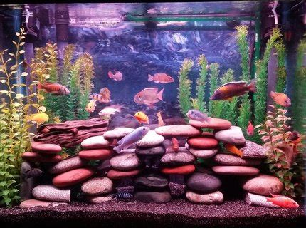 37 Gallons Fish Tanks And Aquariums | RateMyFishTank.com