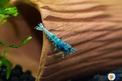 Blue Bolt Shrimp (Caridina cantonensis) Ultimate Care Guide