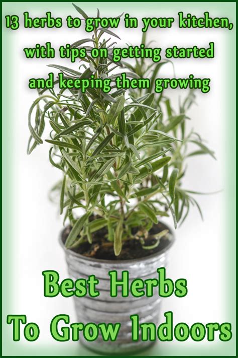 Best Herbs To Grow Indoors