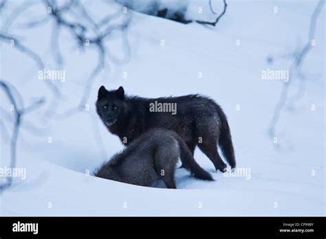 Two gray wolves play in the snow in Banff National Park, Alberta, Canada Stock Photo - Alamy