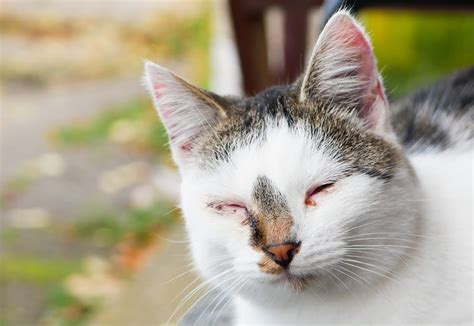 Feline Herpesvirus and Treatment - Animal Vision Center of VA