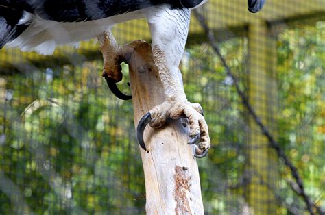 Harpy eagle talons | they are huge, and larger than a grizzl… | bbdoyle | Flickr