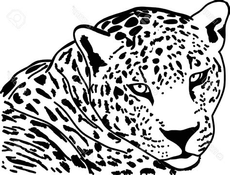 Jaguar Head Drawing at PaintingValley.com | Explore collection of Jaguar Head Drawing