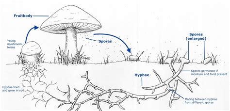 Fungi – Overview and Structure Study Guide - Inspirit