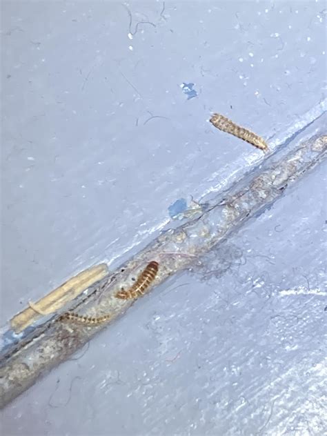 Can anyone ID? Is it flea larvae? : r/Bedbugs