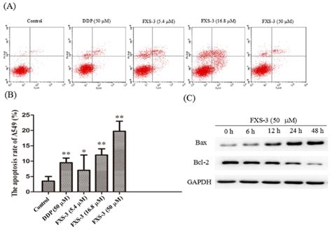 FXS-3 induced the apoptosis of A549 cells. (A) Flow cytometric plots... | Download Scientific ...