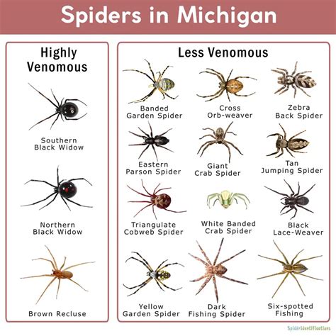 What is the Most Poisonous Spider in Michigan? Discover the Dangers of Spiders in the State ...