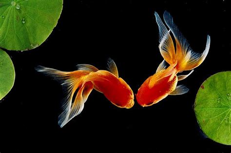 Goldfish Wallpaper | High Quality Wallpaper | Goldfish wallpaper, Goldfish, Fish art