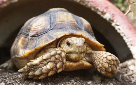 Sulcata Tortoise 101: A Step-by-Step Care Guide - Reptile Jam